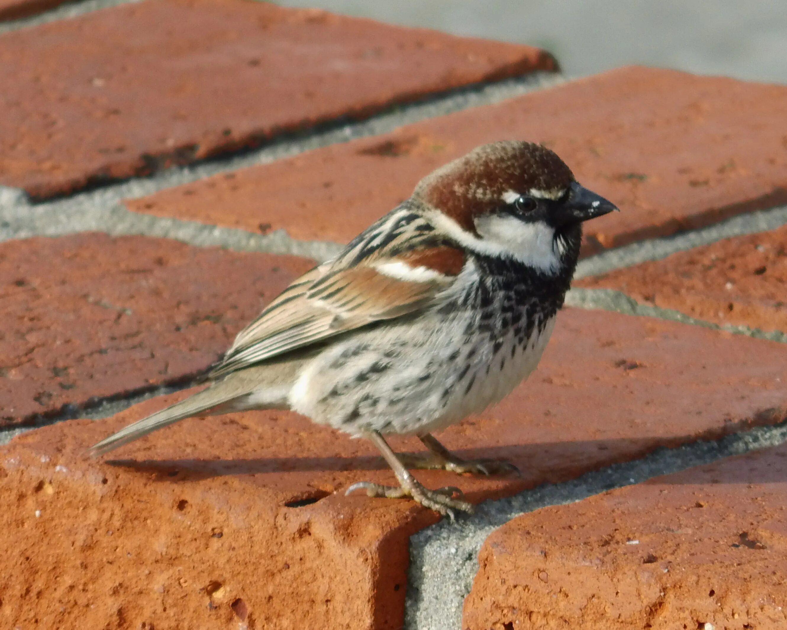 Черногрудый воробей. Черногрудый (испанский) воробей - passer hispaniolensis). Черногрудый (испанский) воробей - passer hispaniolensis). Черногрудый (испанский) воробей - passer hispaniolensis). Черногрудый воробей птица.