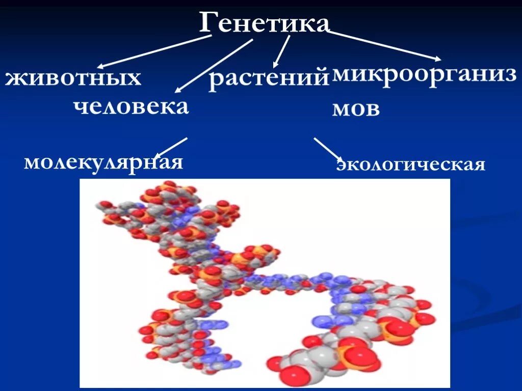 Генетика человека 10 класс биология презентация. Генетика. Генетика презентация. Презентация по генетике. Генетика биология презентация.