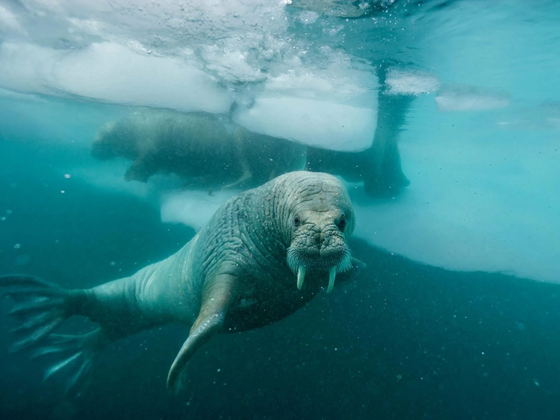 Звери под водой. Атлантический морж. Морж Северного Ледовитого океана. Морж в Арктике. Животные Северного Ледовитого океана морж.