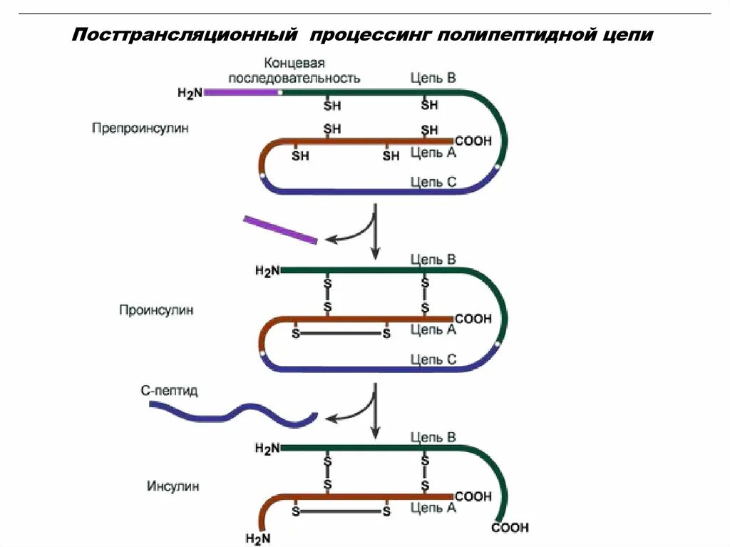 Секреция инсулина биохимия схема. Этапы синтеза гормона инсулина. Схема образования инсулина биохимия. Схема синтеза инсулина. Последовательность этапов процессинга