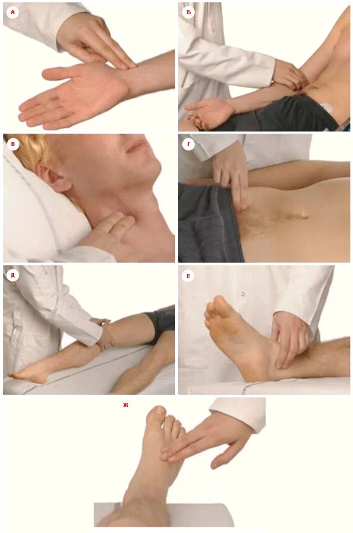 пальпация паха