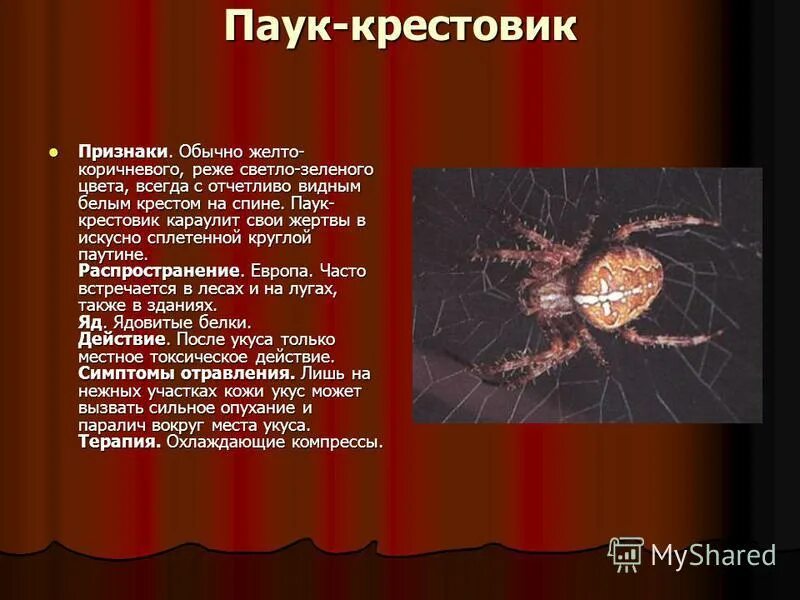 Признаки паукообразных. Признаки паука крестовика. Укус паука крестовика симптомы. Паук крестовик укус человека.