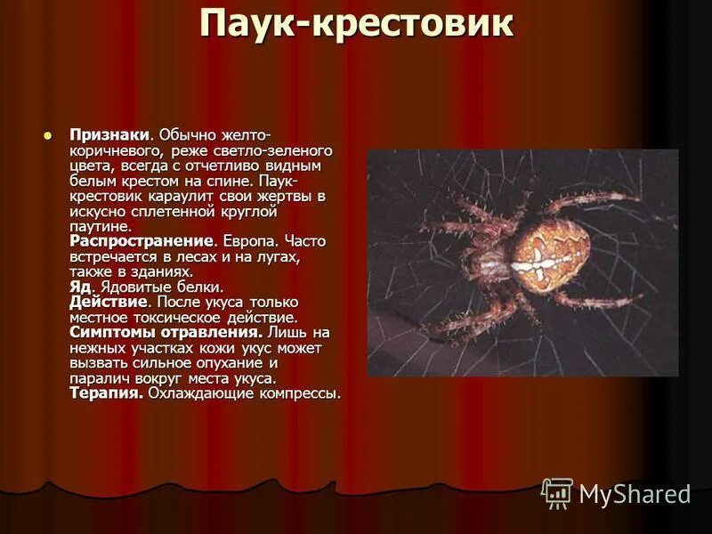 Паук крестовик укус человека. Паук крестовик ядовитый. Паук крестовик. Признаки паука крестовика. Ядовитый паук желтый сак укус.