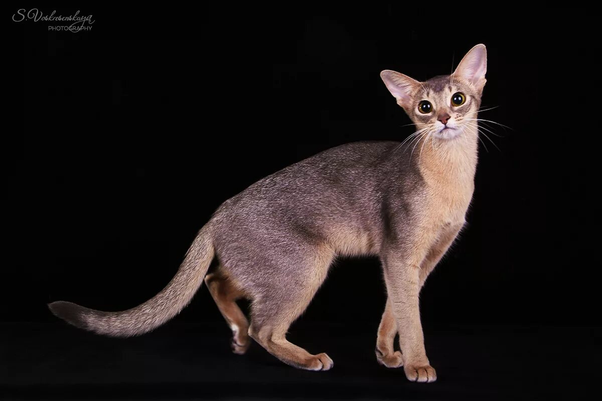 Абиссинская кошка голубая. Абиссинская голубая кошка. Абиссинская кошка голубая. Абиссинская кошка серая. Абиссинская кошка голубого окраса.