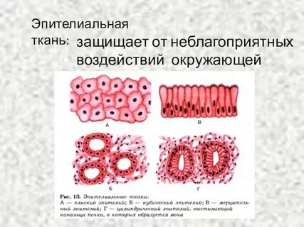 Эпителия 5
