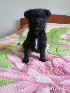 Отдам в добрые руки барнаул
