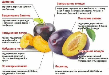 Чем обработать абрикос