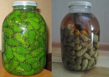 Настойка зеленых шишек сосны