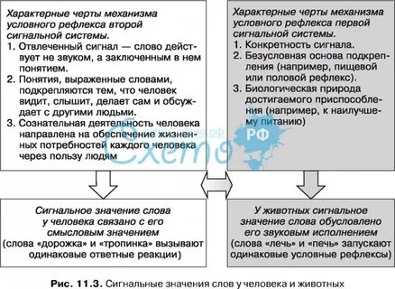 Рефлексы сигнальных систем