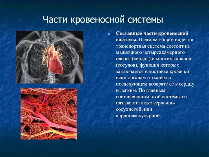 Тема кровеносная система. Тема кровеносная система. Кровеносная система че. Строение системы кровообращения. Кровеносная система человека 3 класс окружающий мир схема.