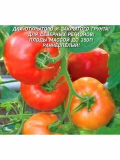 Томат семейный