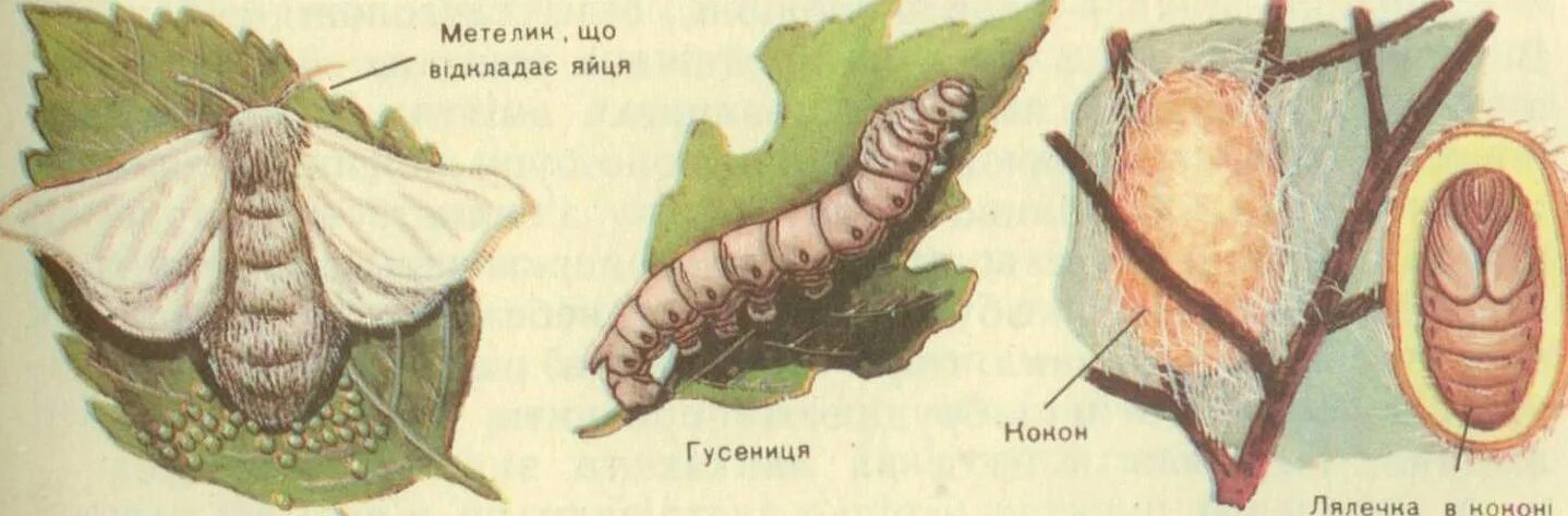 Тутовый шелкопряд гусеница и бабочка. Тутовый шелкопряд бабочка цикл. Тутовый шелкопряд кокон. Стадии развития тутового шелкопряда. Стадии гусеница бабочка