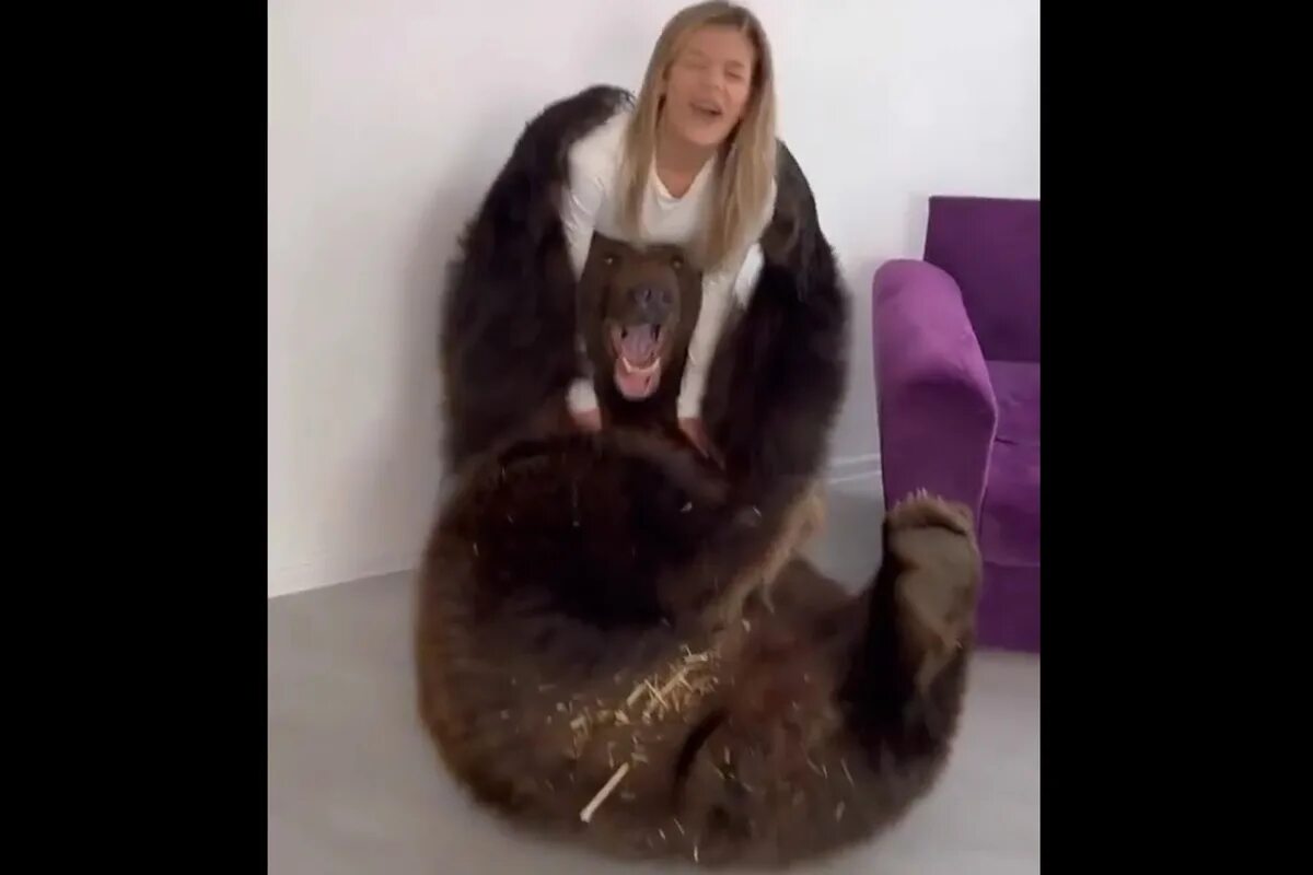 Медведь блогер. За наших медведь. Лера изумруд 2022. Медведь в квартире. Медведь блогер.