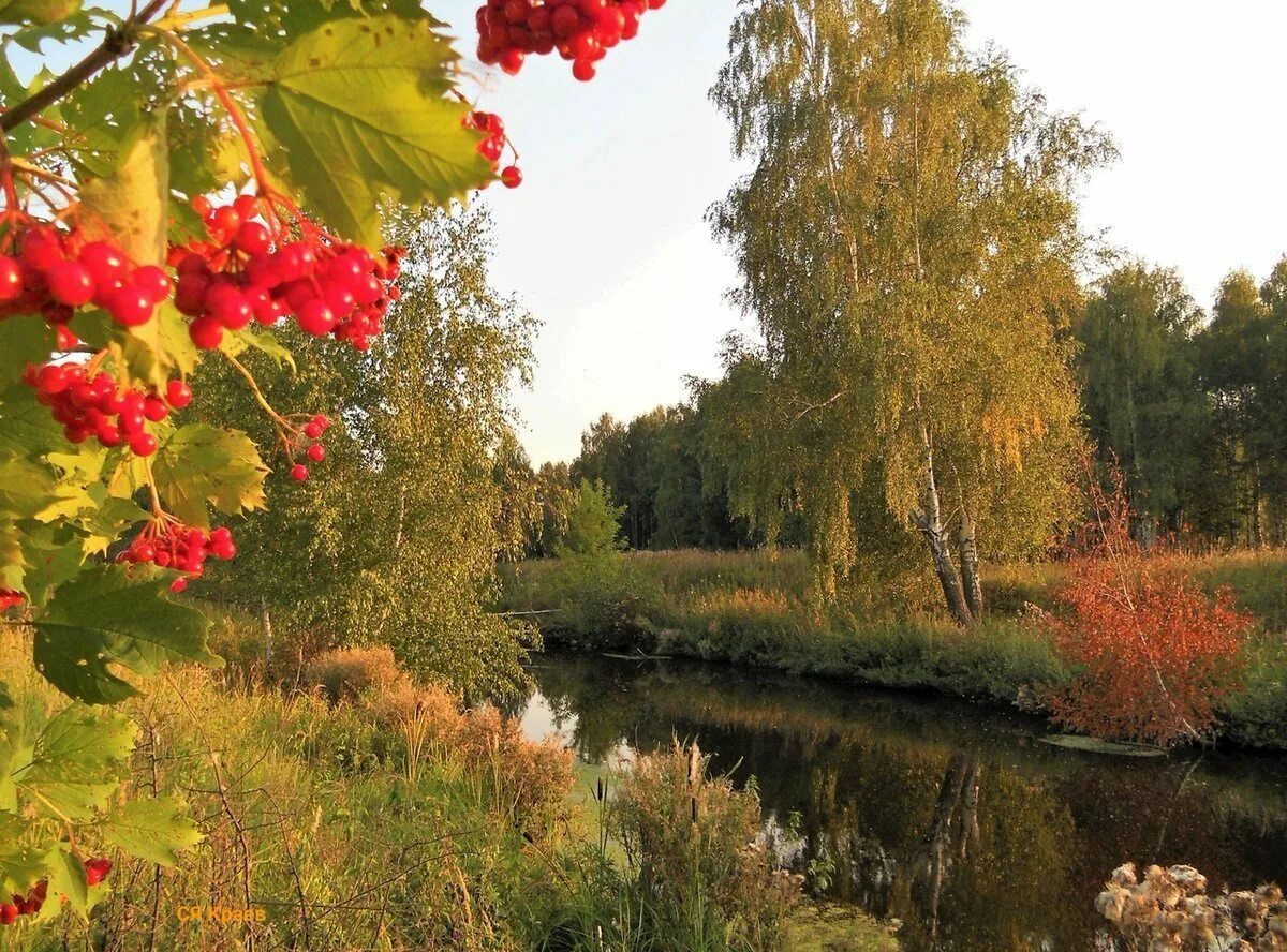 Калина над водой слушать. Река Березка рябина. Сентябрь природа. Осенний пейзаж с рябиной. Рябина у реки.
