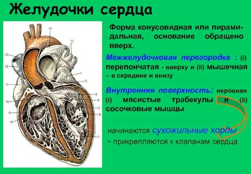 У какого животного имеется неполная межжелудочковая перегородка. Межжелудочковая перегородка строение перегородки. части межжелудочковой перегородки сердца. отделы межжелудочковой перегородки анатомия.
