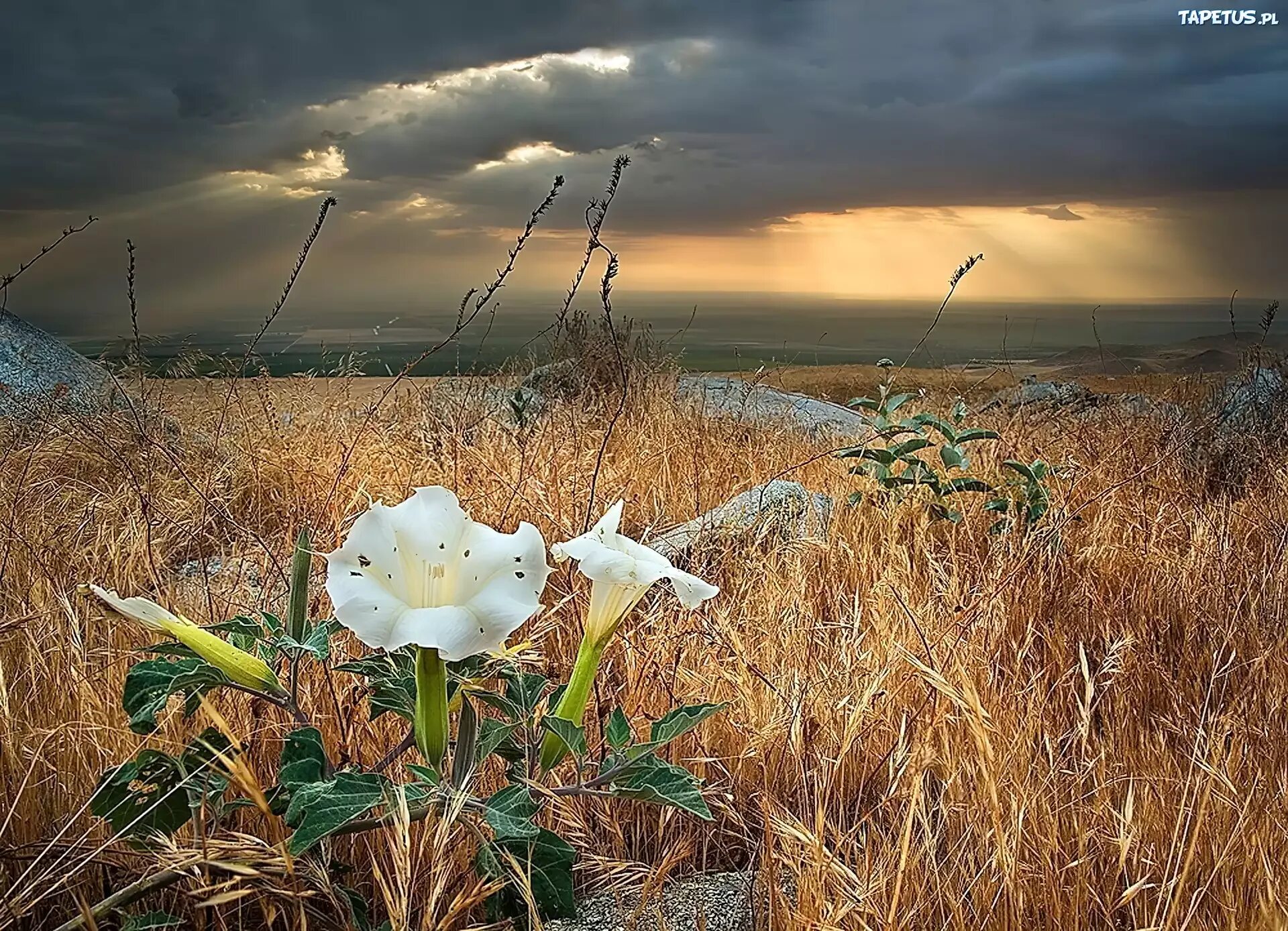 Nature работа