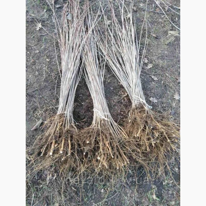 Выкопка подвоя боковой скобой. Подвой всл 2 маточник. Саженцы черешни на подвое всл-2. Подвой всл 2. Антипка подвой фото.