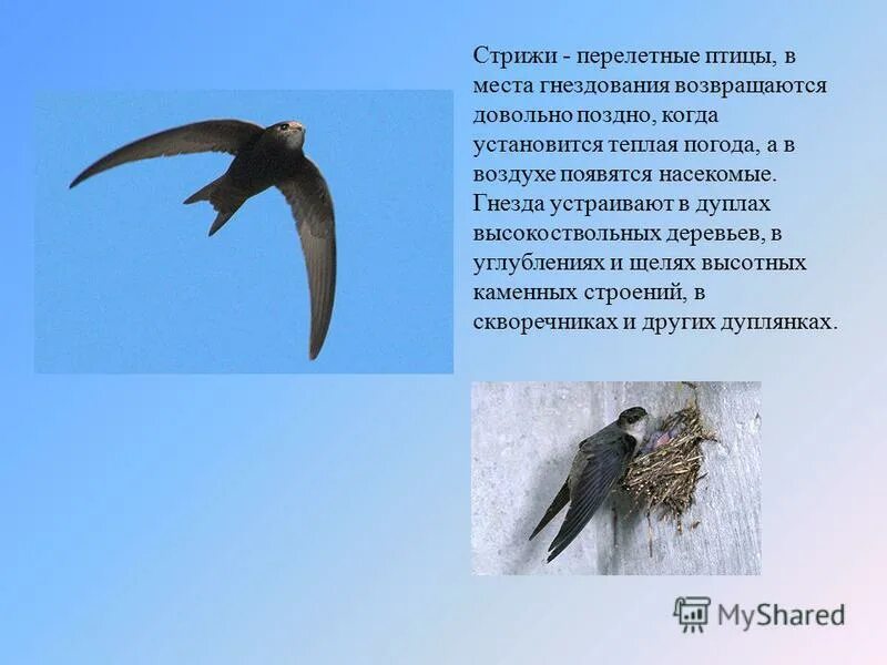 Стриж значение. Стриж птица. интересные факты о стрижах. маленький доклад про стрижей. познавательные факты о стрижах.