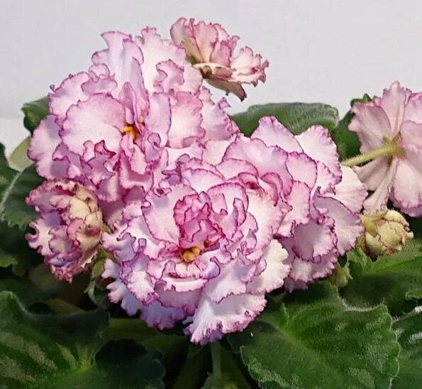 Фиалка сорт наташа ростова фото описание Pin by Оксана Хоменко on Фиалки African violets, Saintpaulia, Floral wreath