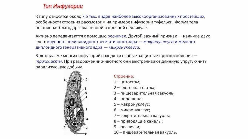 19 интересных фактов о бактериях Наука Путешествия Дзен