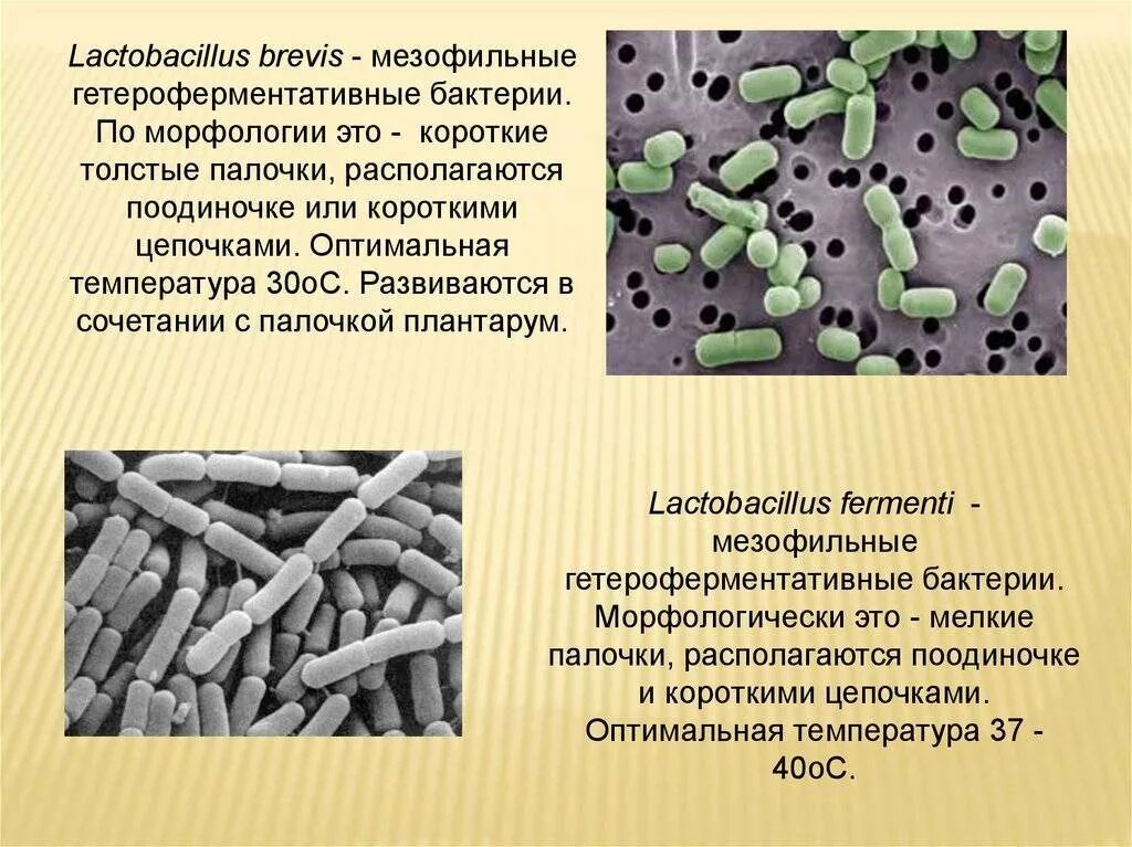 Молочнокислые бактерии при какой температуре. Мезофилы это микробиология. Молочнокислые бактерии лактобациллы. Мезофильные молочнокислые микроорганизмы. Молочнокислые бактерии (Lactobacillus plantarum).