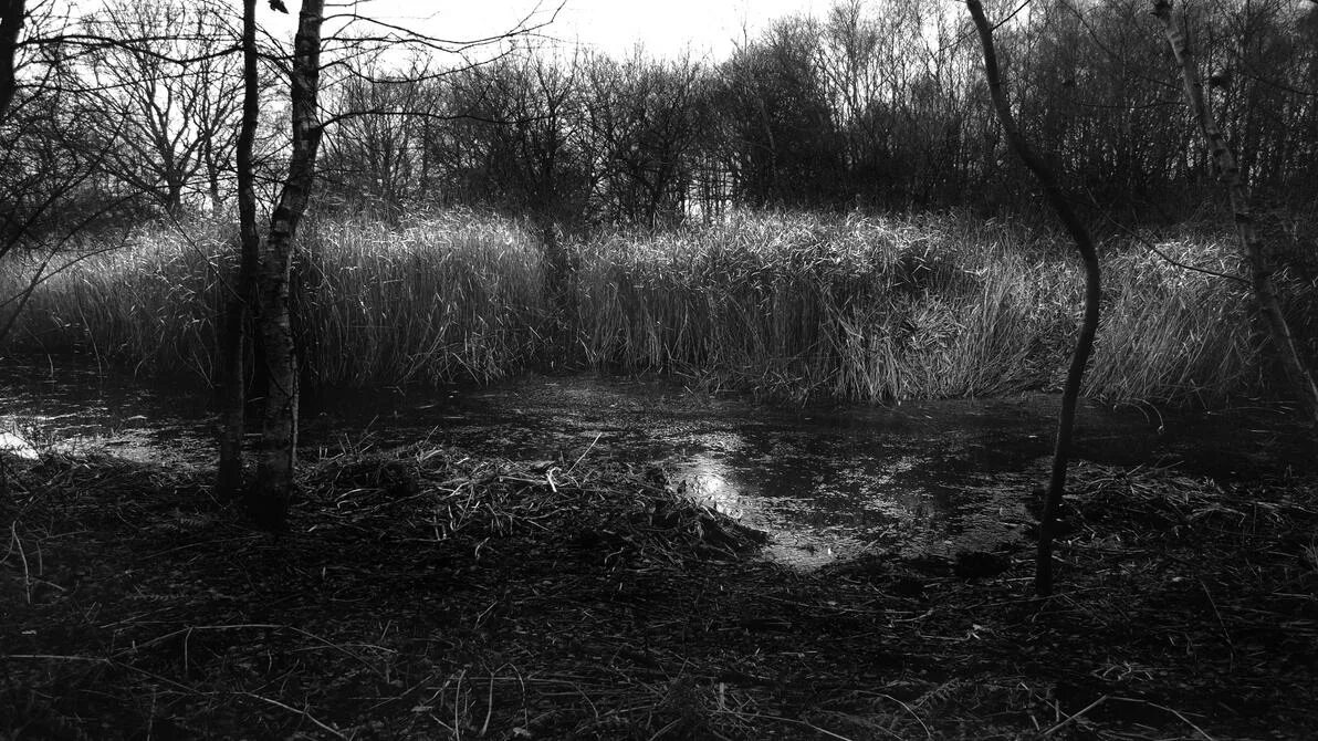 Болотная Топь Эстетика. Мрачное болото. Черное болото. Старое болото. Микола темрюк во тьме и мраке