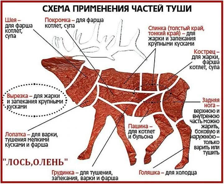 Какая часть лося. Разделка туши оленя схема. Схема разруба мясной туши. Разделка туши лося схема. Лось схема разруба.