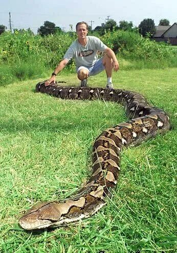 A woman poses with a giant anaconda for a stock photography shot. The species of