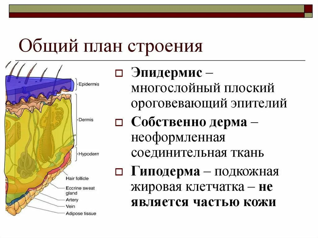 Какая структура дермы образована этой тканью. Эпи елий дерма гиподерм. Функции эпидермиса дермы и гиподермы. Дерма кожи и эпителий кожи. Эпидермис дерма подкожная клетчатка.