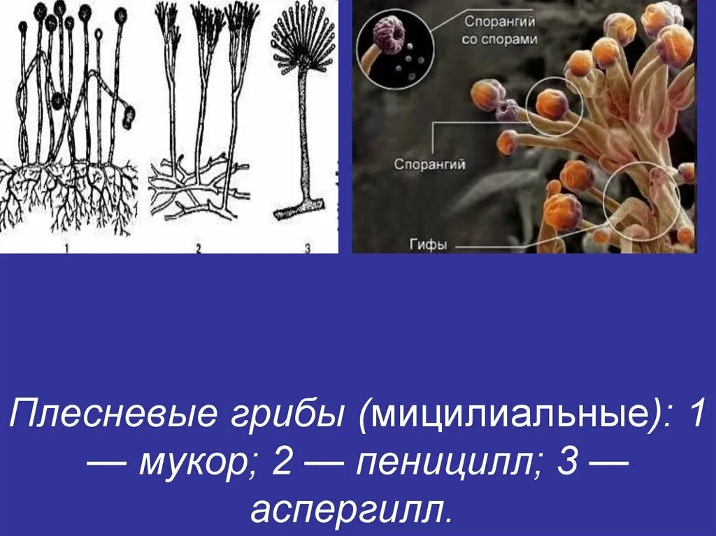 Мукор царство грибов. Спорангий аспергилла. Плесневые грибы пеницилл строение. Спорангии плесневого гриба. Плесневые грибы аспергилл.
