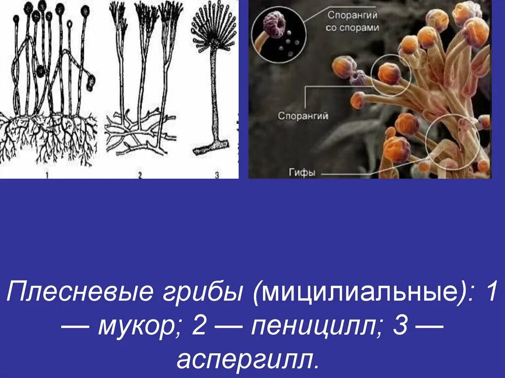 Спорангий аспергилла. Плесневые грибы пеницилл строение. Спорангии плесневого гриба. Плесневые грибы аспергилл. Чем отличается плесневый гриб