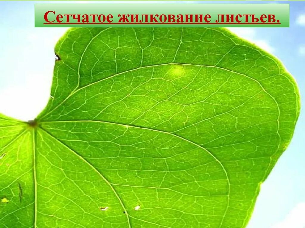 Сетчаток листа. Сетчатое жилкование листа. сетчатое жилкование листьев. сетчатые жилки листа. сетчатое жилкование листа фото.