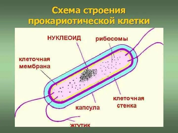 Схема строения прокариотической клетки. Прокариотическая клетка строение ЕГЭ. Строение прокариотической клетки на примере бактерии. Прокариотическая клетка схема строения. Появление первых прокариотических клеток