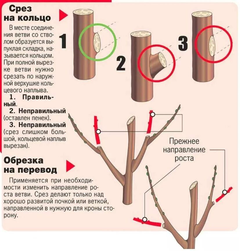 Срез на кольцо. Схема подрезки плодовых деревьев. Правильно обрезать яблоню осенью схема подрезки. Схема обрезки плодовых деревьев осенью. Схема обрезки саженцев яблони.