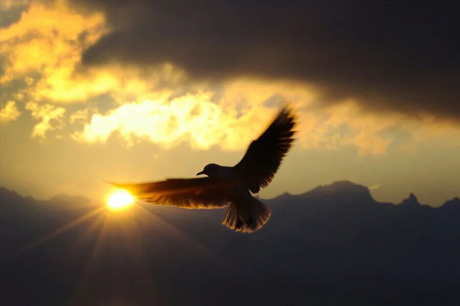 Полет птицы и полет человека. Полет птицы. Полет птиц на закате. Свободный полет птицы. Полет птицы в небе.