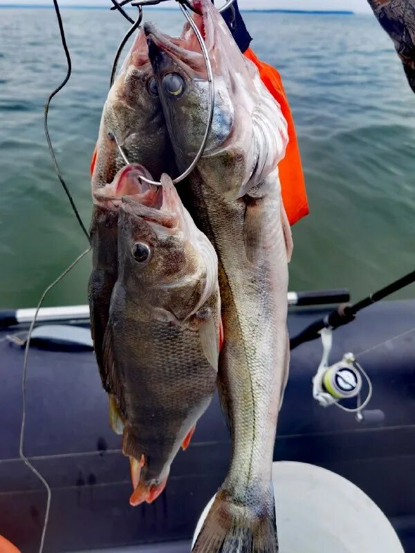 паром судак