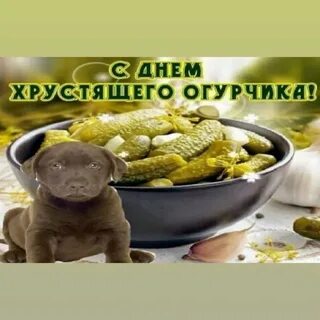 День соленей
