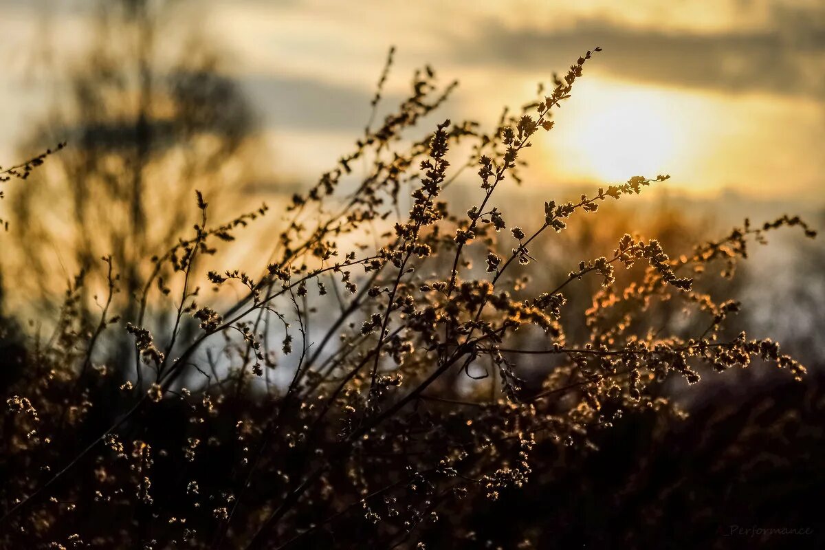Artemisia arborescens. полынь шмидта сильвер маунд. полынь обыкновенная чернобыльник. поле полыни. жусан полынь.