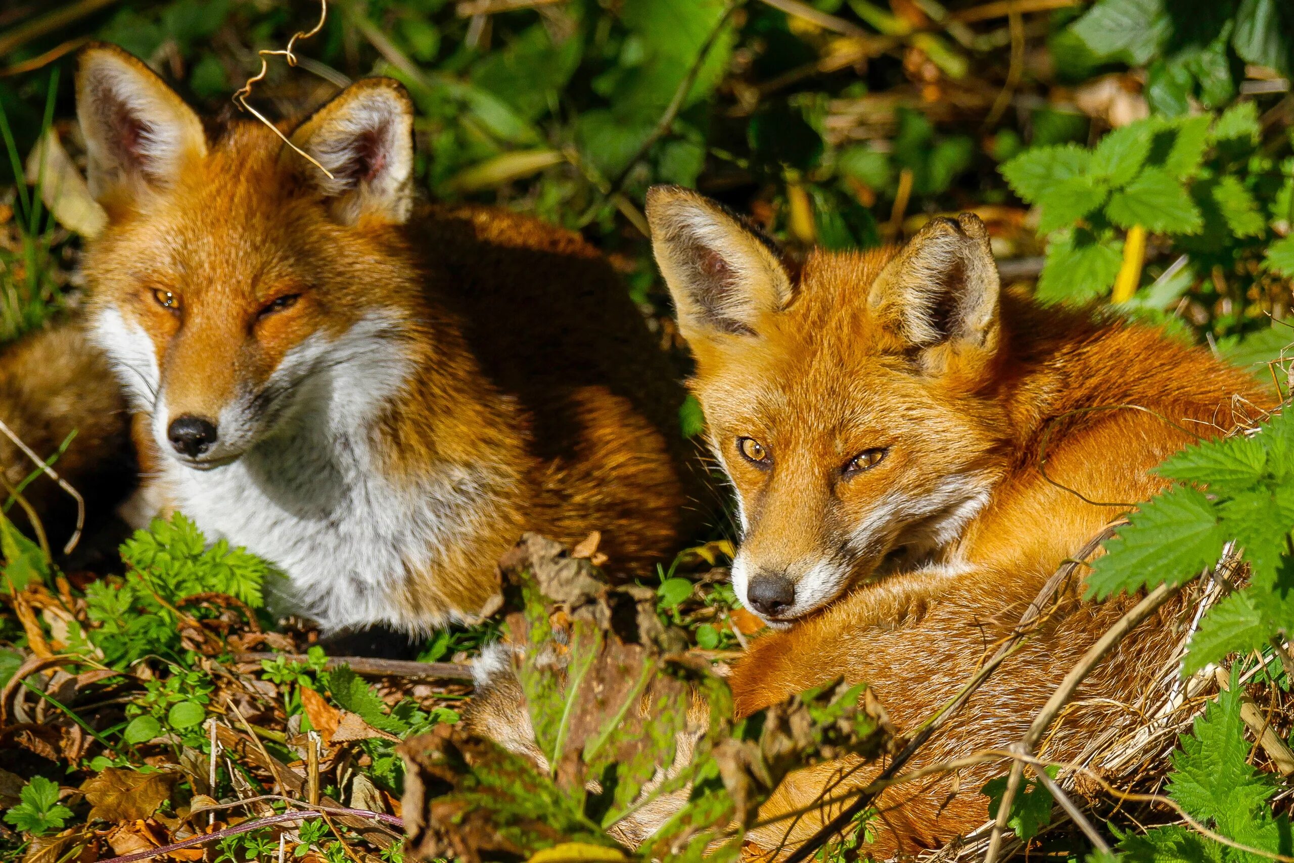 Лиса. Лиса фото. Лисички звери. Морда лисы. Fox ii