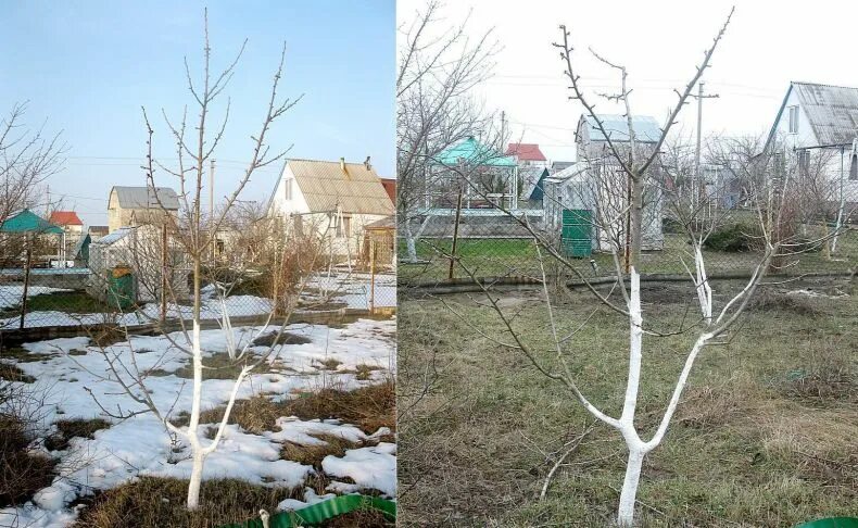 Белят ли молодые деревья. Правильная побелка деревьев весной. Побелка и обрезка деревьев весной. Надо ли белить дерево молодые деревья. Побелка и обрезка деревьев в саду в феврале.