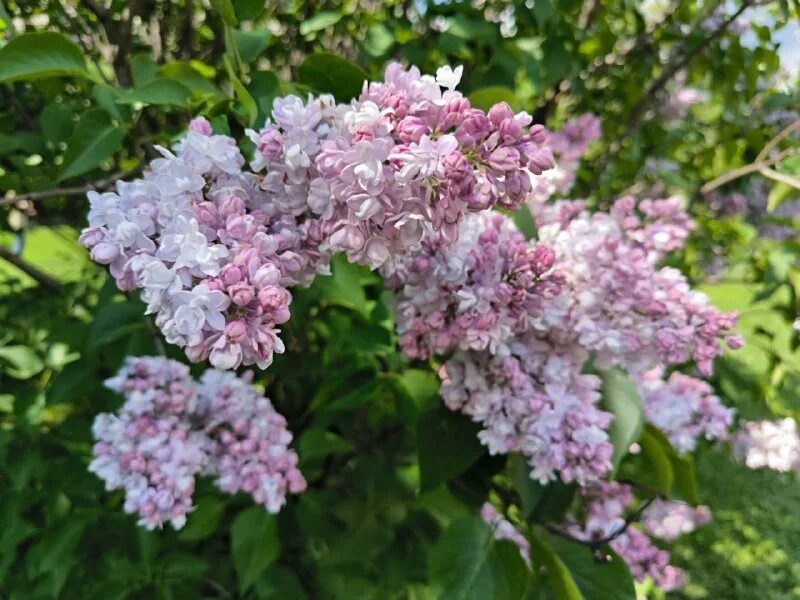 Сирень белая махровая куст. Сирень мелколистная сапфир. Сирень московская красавица куст. Бутонизация сирени. Арборетум.