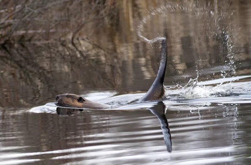 Кошка размахивает хвостом. Язык жестов кошек. Книга о китах андреа антинори. Котик вращает. Бить хвостом.