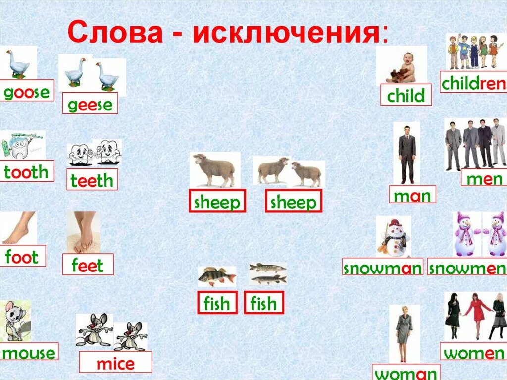 Foot mouse child man. Овцы во множественном числе на английском. Множественное число слова Sheep на английском. Множественное число в английском языке shhep. Sheepsмножественное число.