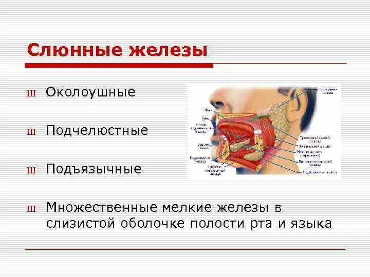 Функции слюнных желез у млекопитающих. Пищеварительные железы слюнные. пищеварительная система слюнные железы. слюнные железы участие в пищеварении.