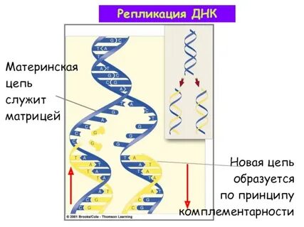 Редупликация биология