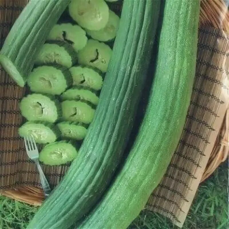 дыня серебристая армянский огурец. дыня серебристая армянский огурец. армянский огурец отзывы. дыня змеевидная богатырь. армянский огурец богатырь белый.