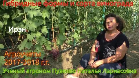 Виноград валерии
