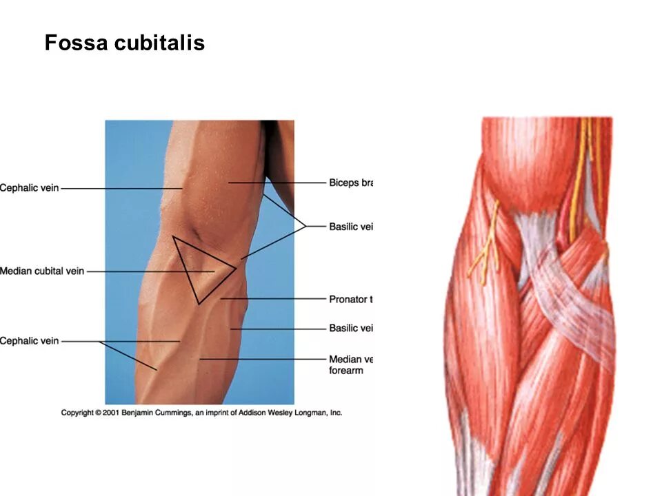 локтевая ямка находится. топография сосудов локтевой ямки. границы локтевой ямки топографическая анатомия. поверхностные сосуды и нервы передней локтевой области. локтевая ямка топографическая анатомия.