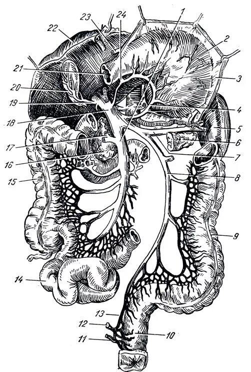Селезенка 6 лет. Воротная Вена схема. Притоки воротной вены схема. Система воротной вены анатомия.