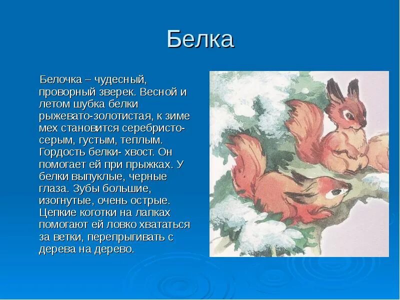 Сочинение описание белка 4 класс. Описание белки для детей. рассказ про белку. белка описание для 1 класса. сочинение про белочку.